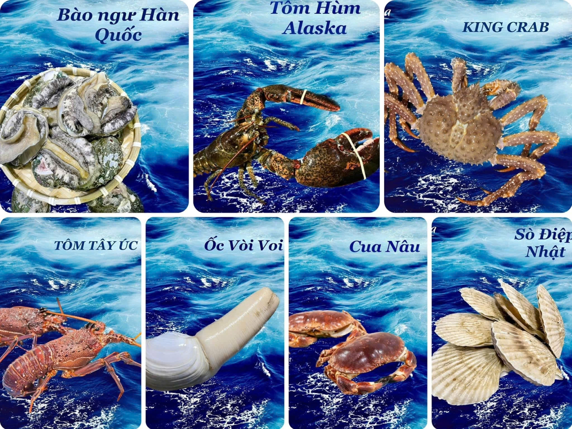 Hải Sản Nhập Khẩu Cao Cấp – RONGHE | Tươi Ngon, Chất Lượng Quốc Tế