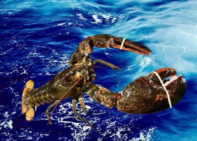 Lợi Ích Dinh Dưỡng Từ Hải Sản Nhập Khẩu Cao Cấp