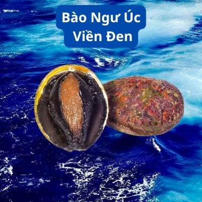 Bào Ngư Úc Viền Đen