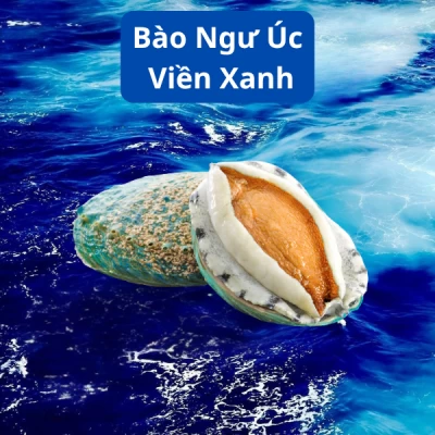 Bào ngư Úc Viền Xanh