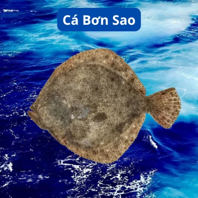 Cá Bơn Sao