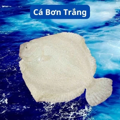 Cá Bơn Trắng