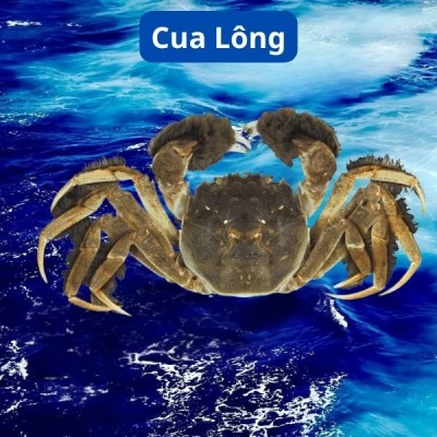 Cua Lông
