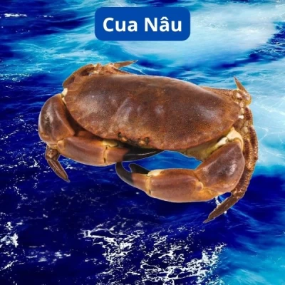 Cua Nâu
