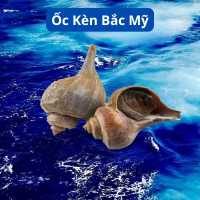 Ốc Kèn Bắc Mỹ