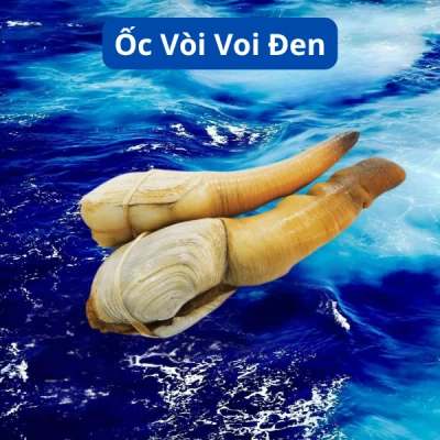 Ốc Vòi Voi Đen