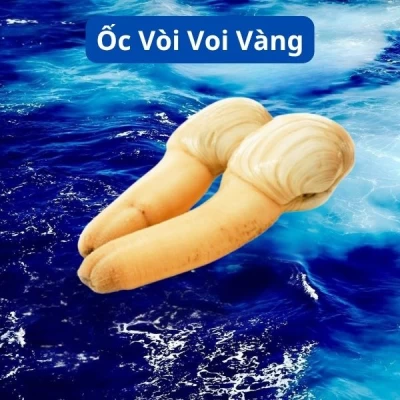 Ốc Vòi Voi Vàng