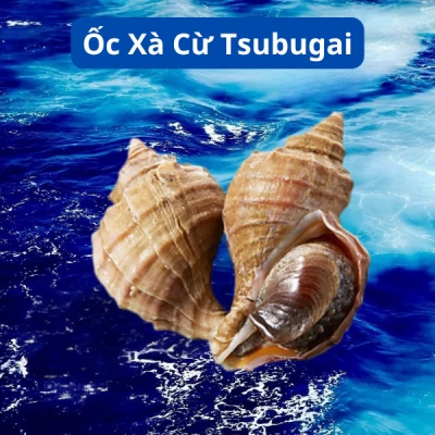 Ốc Xà Cừ Tsubugai
