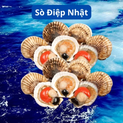 Sò Điệp Nhật
