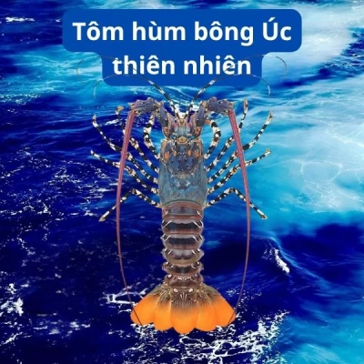 Tôm hùm bông Úc thiên nhiên