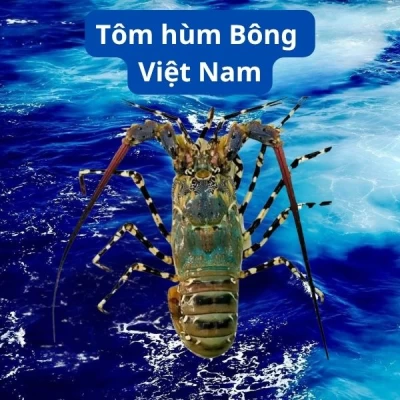 Tôm hùm Bông Việt Nam