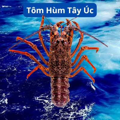 Tôm Hùm Tây Úc