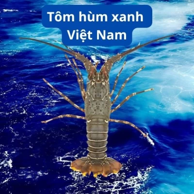 Tôm Hùm Xanh Việt Nam