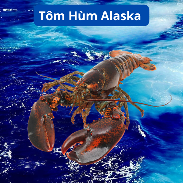 Tôm Hùm Alaska