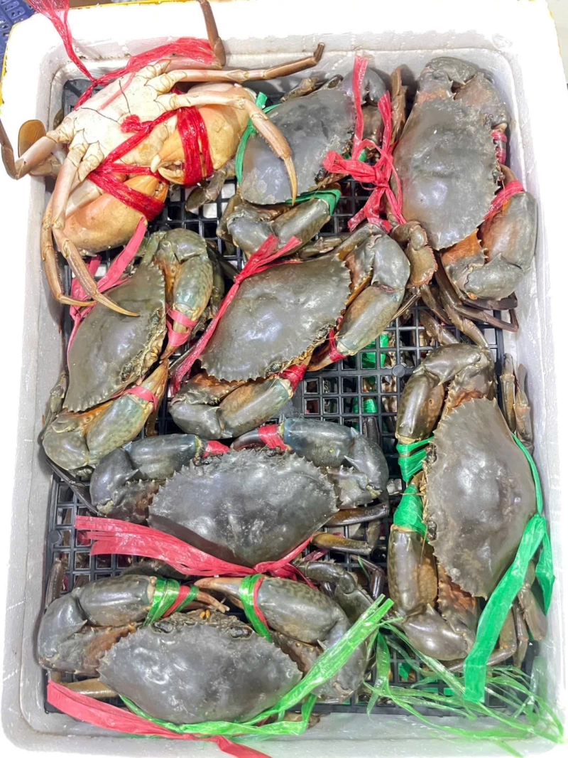 RONGHE Mang Đến Hải Sản Nhập Khẩu Cao Cấp – Trải Nghiệm Ẩm Thực Từ Biển Khơi