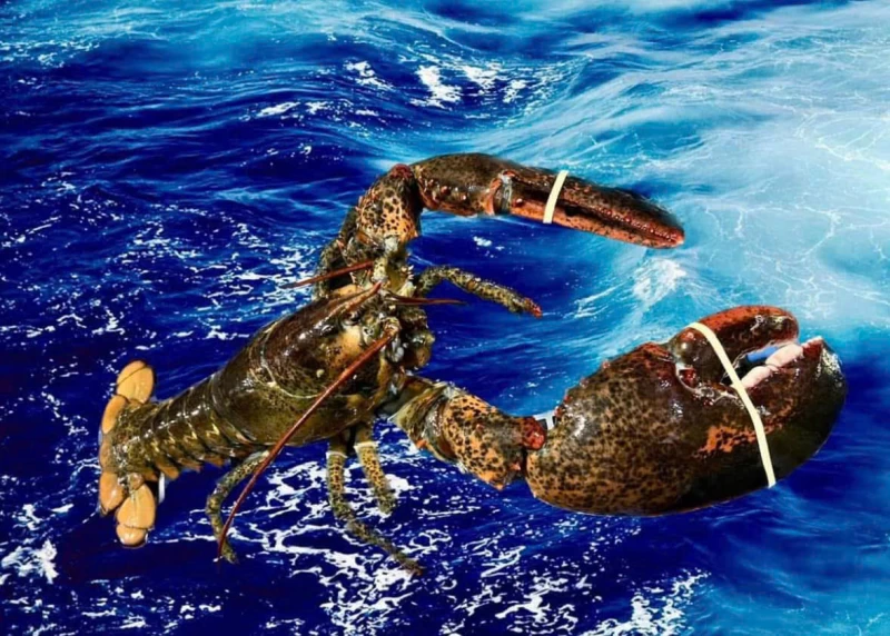 Lợi Ích Dinh Dưỡng Từ Hải Sản Nhập Khẩu Cao Cấp