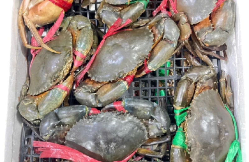 RONGHE Mang Đến Hải Sản Nhập Khẩu Cao Cấp – Trải Nghiệm Ẩm Thực Từ Biển Khơi