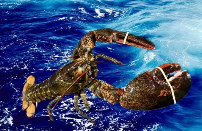 Lợi Ích Dinh Dưỡng Từ Hải Sản Nhập Khẩu Cao Cấp